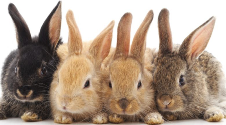 Estée Lauder joins fight against animal testing